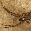 Metellina merianae  Herbstspinne 1