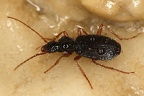 Platynus scorbiculatus 8 2