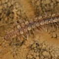 Polydesmus edentulus 8 2