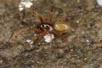 Porrhomma cf  pygmaea M6 2
