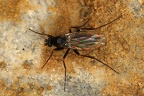 Triphleba aptina cf   Rennfliege 7 2