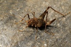 Troglophilus cf  cavicula  H  hlenschrecke W4 2