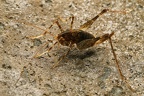 Troglophilus cf  cavicula  H  hlenschrecke W5 2