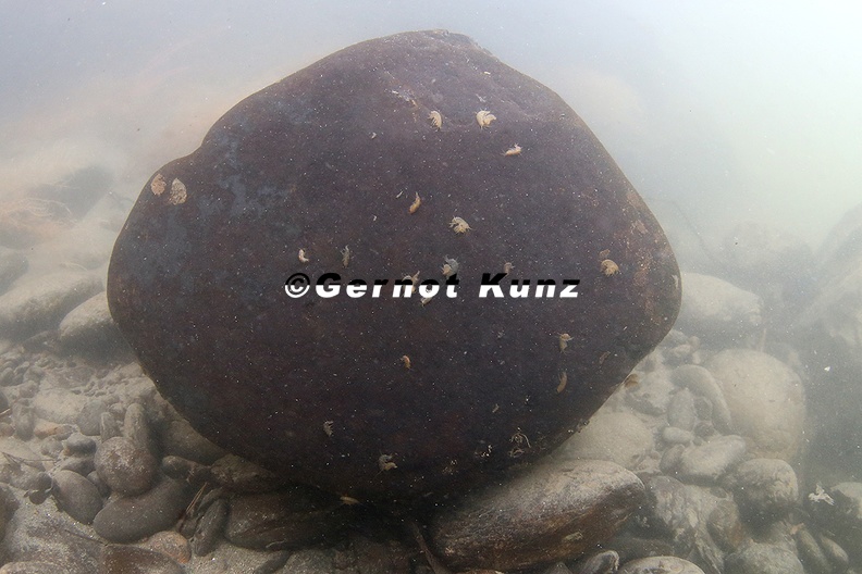 Gammarus_sp__2_2.jpg