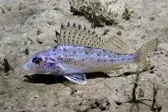 Gymnocephalus cernua  Kaulbarsch 5 2