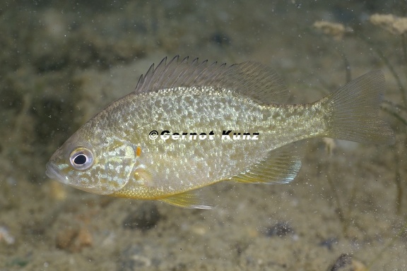 Lepomis gibbosus  Gemeiner Sonnenbarsch  K  rbiskernbarsch 6 2