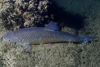 Leuciscus cephalus  Aitel  D  bel 2 2