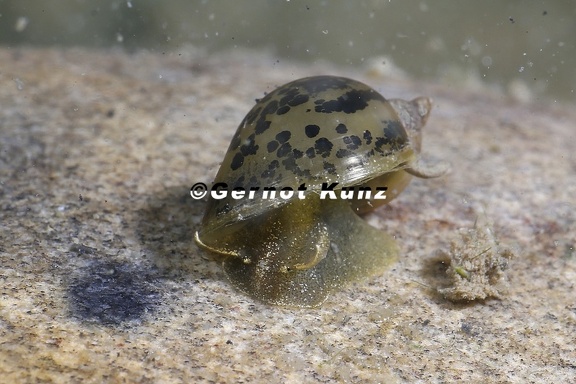 Ohrschlammschnecke2 2