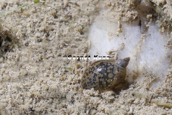 Ohrschlammschnecke8 2