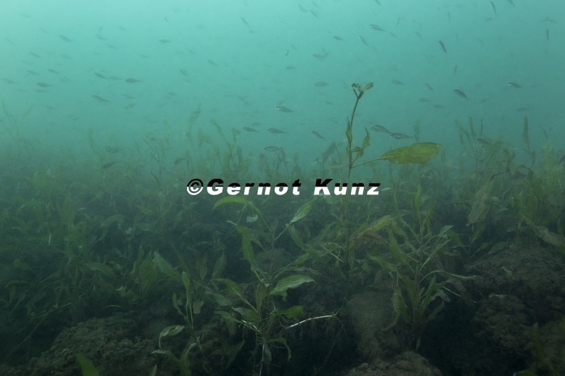 Perca_fluviatilis__Flussbarsch_.jpg