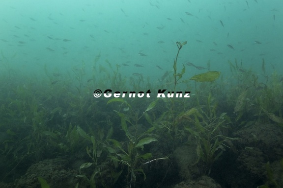Perca fluviatilis  Flussbarsch 
