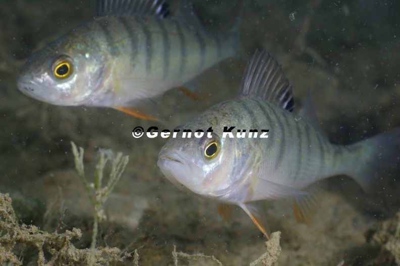 Perca fluviatilis Flussbarsch 6 2 - Perca_fluviatilis__Flussbarsch_6_2.jpg Perca_fluviatilis__Flussbarsch_6_2.jpg