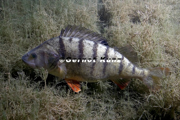 Perca fluviatilis  Flussbarsch 7 2