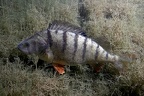 Perca fluviatilis  Flussbarsch 7 2