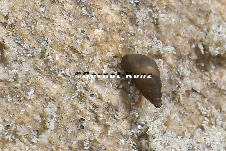 Potamopyrgus_antipodarum4_2.jpg