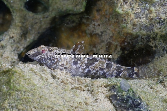 Proterorhinus semilunaris  Marmorierte Grundel 5 2