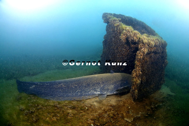Silurus glanis Europ ischer Wels 5 2v - Silurus_glanis__Europ__ischer_Wels_5_2v.jpg Silurus_glanis__Europ__ischer_Wels_5_2v.jpg