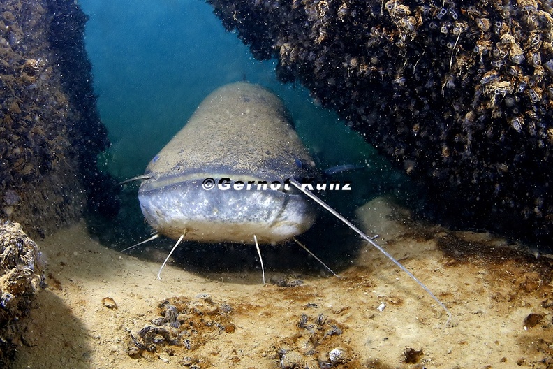 Silurus_glanis__Europ__ischer_Wels_9_2v.jpg