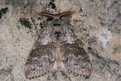 11 Dasychira pudibunda  Buchenrotschwanz 2 2