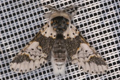 12 Furcula bicuspis  Birken-Gabelschwanz 1 2