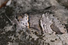 13 Furcula bifida  Kleiner Gabelschwanz 4 2