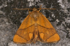 14 Apoda limacodes  Gro  er Schneckenspinner 1 2