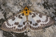 15 Eurrhypara hortulata  Brennessel-Z  nsler  2
