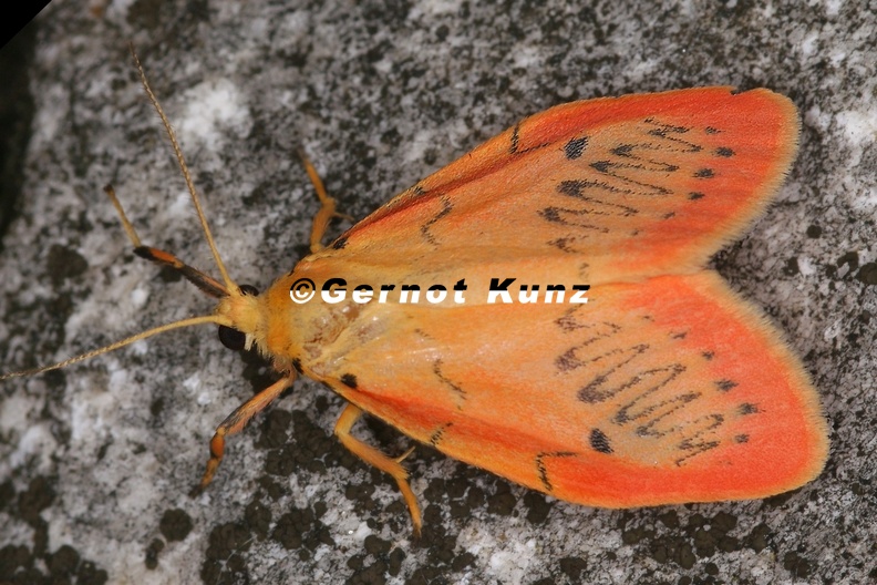 16 Miltochrista miniata Rosaroter Flechtenb r 1 2 - 16_Miltochrista_miniata__Rosaroter_Flechtenb__r_1_2.jpg 16_Miltochrista_miniata__Rosaroter_Flechtenb__r_1_2.jpg