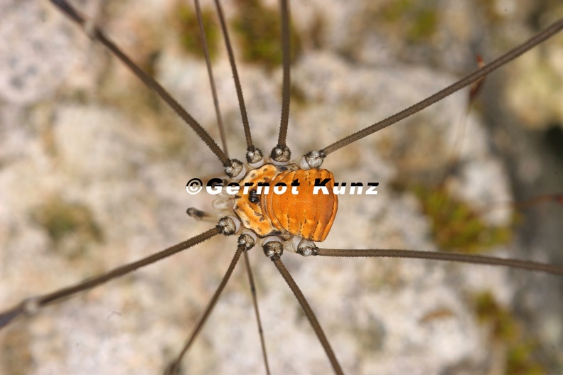 18 Leiobunum limbatum M1 2 - 18_Leiobunum_limbatum_M1_2.jpg 18_Leiobunum_limbatum_M1_2.jpg