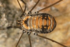 19 Leiobunum limbatumW1 2