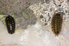 20 Glomeris pustulata  amp  Oniscus asellus  Mauerassel 1 2