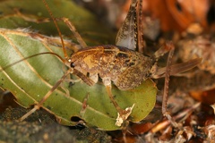 21 Rhaphidophoridae  H  hlenschrecke  1 2