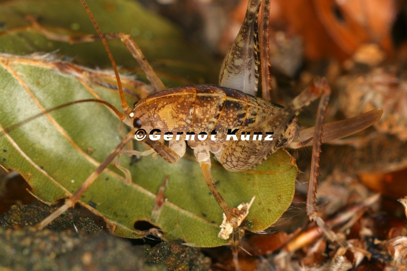 21 Rhaphidophoridae H hlenschrecke 1 2 - 21_Rhaphidophoridae__H__hlenschrecke__1_2.jpg 21_Rhaphidophoridae__H__hlenschrecke__1_2.jpg