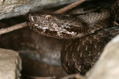 22 Vipera ammodytes  Sand- oder Hornviper 1 2