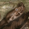 23 Vipera ammodytes  Sand- oder Hornviper 3 2