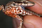 24 Podarcis muralis  Mauereidechse 2 2