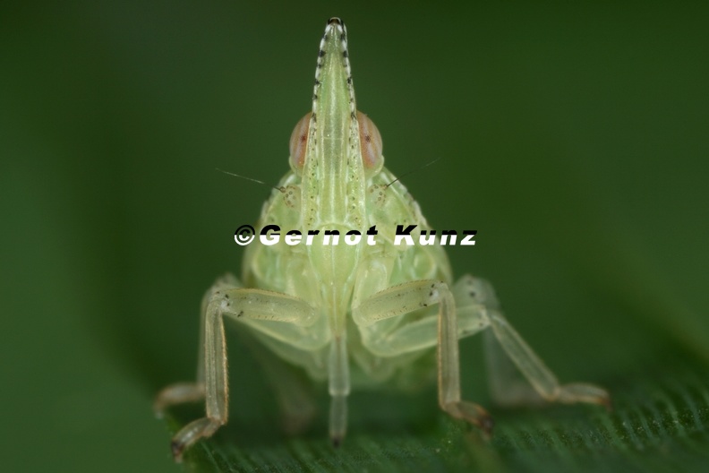 26_Dictyophara_europea__Europ__ischer_Laternentr__ger_L25_2.jpg