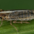 27 Kelisia praecox  Seegras-Spornzikade W38 2