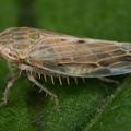 28 Mocydiopsis longicauda  Triften-M  rzzirpe M6 2