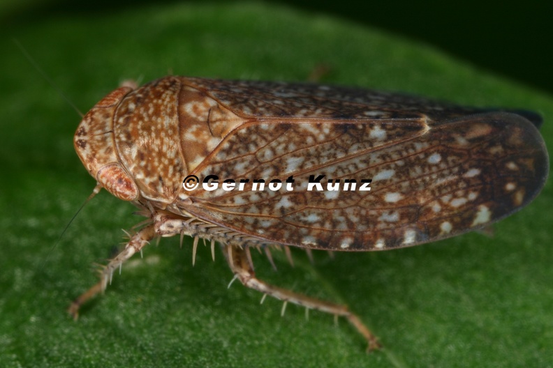 29_Phlepsius_intricatus__Pannonische_Felsenzirpe_M8_2.jpg