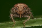 30 Phlepsius intricatus  Pannonische Felsenzirpe W1 2