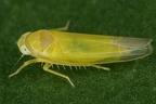 35 Alebra sp   Augen-Blattzikade M5 2