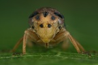 39 Macropsis fuscinervis  Espen-askenzikade M27 2