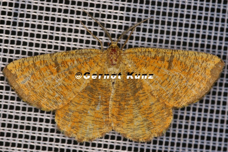 3_Angerona_prunaria__Schlehenspanner_M6_2.jpg