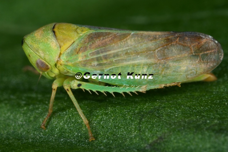 40_Macropsis_graminea__Schwarzpappel-Maskenzikade_W2_2.jpg
