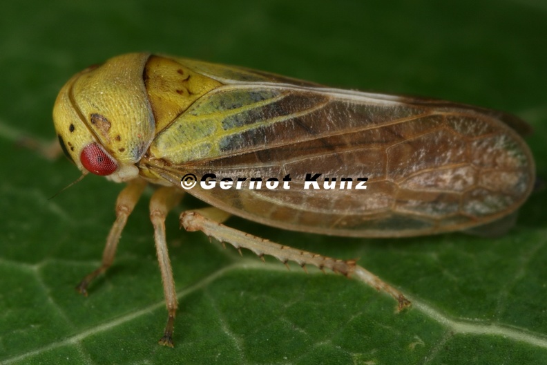 41_Oncopsis_carpini__Hainbuchen-Maskenzikade_W2_2.jpg
