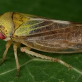 41 Oncopsis carpini  Hainbuchen-Maskenzikade W2 2