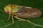 41 Oncopsis carpini  Hainbuchen-Maskenzikade W2 2