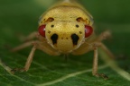 42 Oncopsis carpini  Hainbuchen-Maskenzikade W6 2