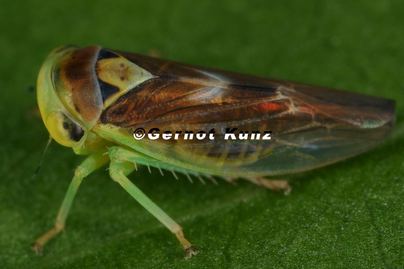 43_Populicerus_populi__Echte_Espen-Winkerzikade_M13_2.jpg
